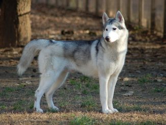 האסקי סיבירי