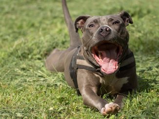 אמריקן פיטבול טרייר