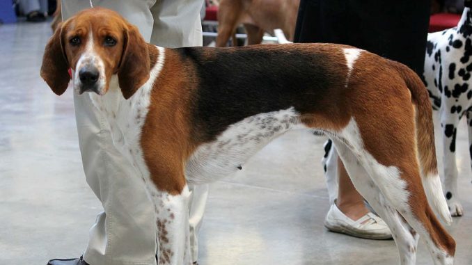 גזע כלבים פוקסהאונד אמריקאי