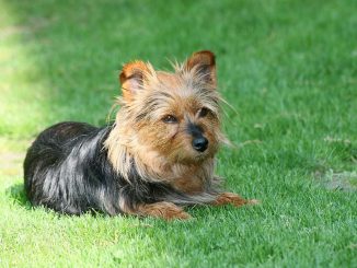 גזע כלבים טרייר אוסטרלי