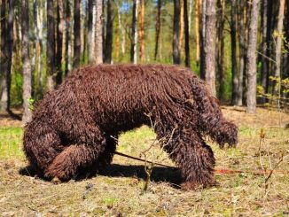 גזע כלבים ברבט