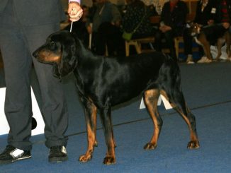 גזע כלבים קונהאונד שחור וחום