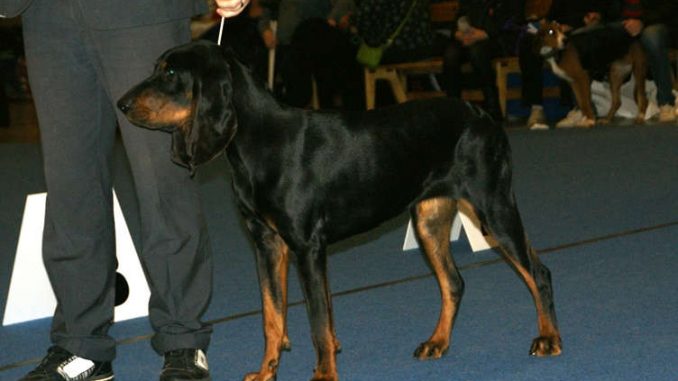 גזע כלבים קונהאונד שחור וחום