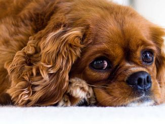 גזע כלבים קבליר קינג צ'ארלס ספנייל