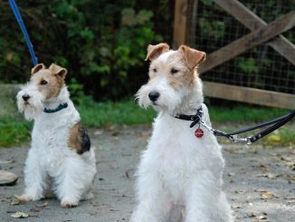 גזע כלבים פוקס טרייר