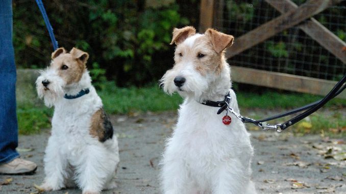 גזע כלבים פוקס טרייר