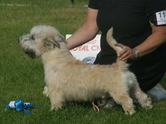 גזע כלבים גלן אוף ימאאל טרייר