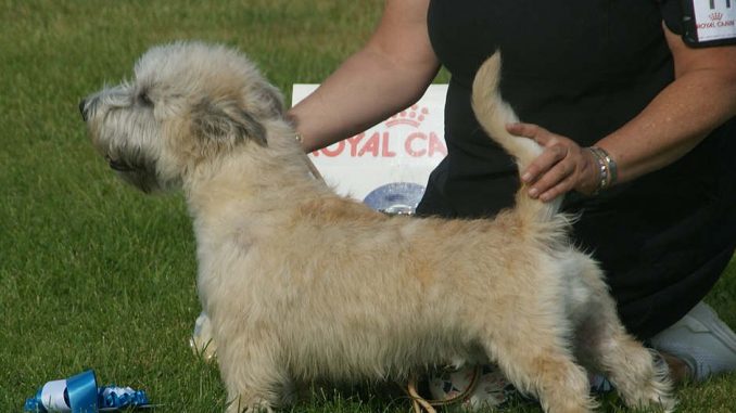 גזע כלבים גלן אוף ימאאל טרייר