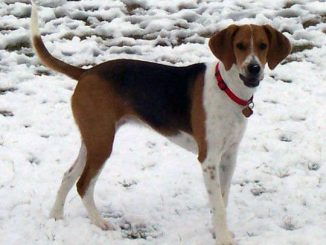 גזע כלבים הרייר