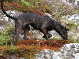 גזע כלבים פלוטהאונד