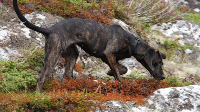 גזע כלבים פלוטהאונד
