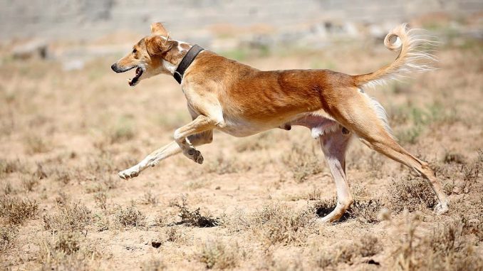 גזע כלבים סלוקי