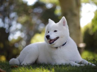 גזע כלבים סמויד