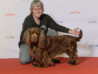 גזע כלבים ספניאל סאסקס