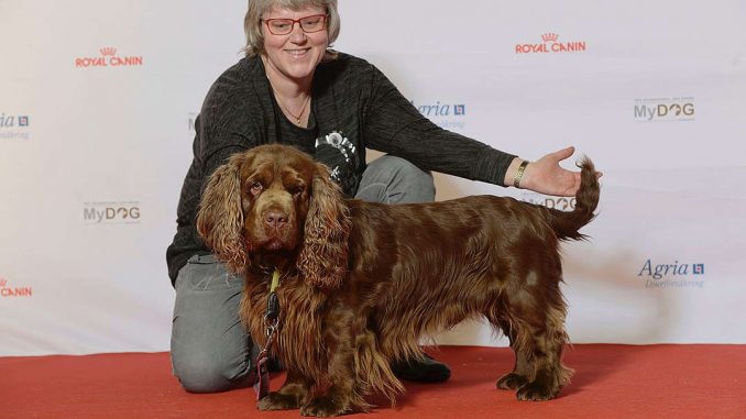 גזע כלבים ספניאל סאסקס