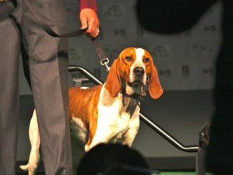 גזע כלבים קונהאונד אנגלי אמריקאי