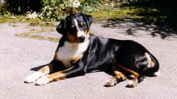 Appenzeller-Sennenhunde גזע כלבים אפנצלר זננהונד