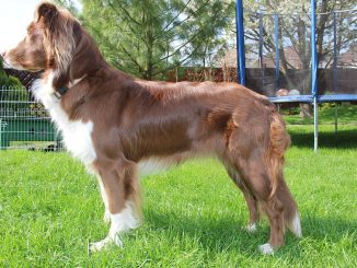 גזע כלבים רועה אוסטרלי