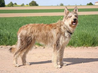 גזע כלבים ברגר פיקארד