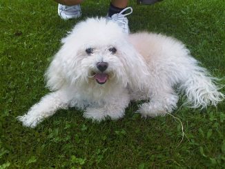 גזע כלבים בולוני