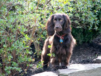 גזע כלבים ספניאל בויקין