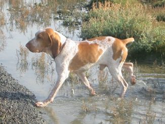 גזע כלבים בראקו איטליאנו