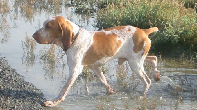גזע כלבים בראקו איטליאנו