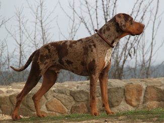 גזע כלבים כלב נמרים קאתאהולי