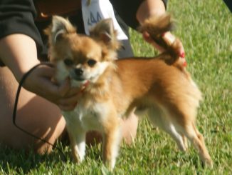 גזע כלבים צ'יוואווה