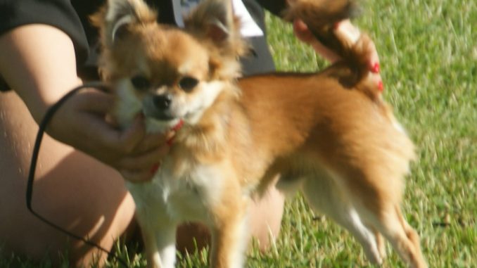 SONY DSC גזע כלבים צ'יוואווה