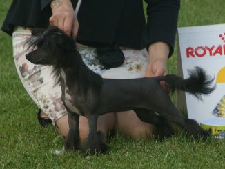 גזע כלבים סיני מצויץ