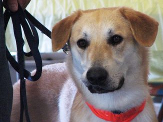 גזע כלבים צ'ינוק