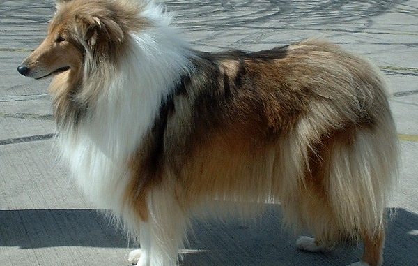 גזע כלבים קולי