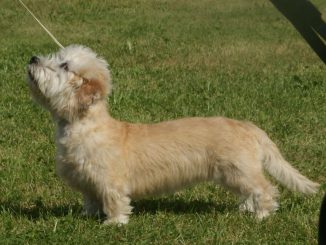 גזע כלבים דנדי דינמונט טרייר