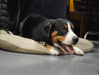 גזע כלבים אנטלבוכר זננהונד