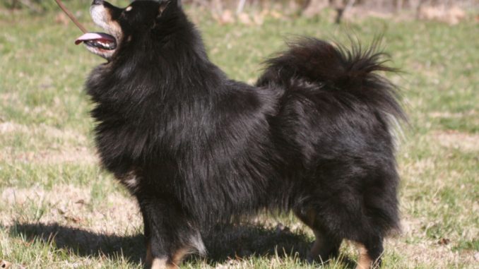 גזע כלבים לאפהאנד פיני