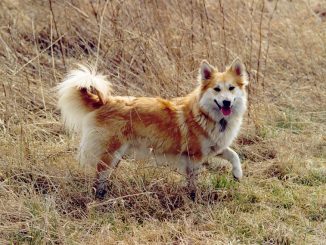 גזע כלבים כלב רועים איסלנדי