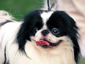 גזע כלבים צ'ין יפני