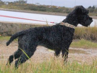 גזע כלבים טרייר קרי כחול