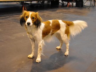 גזע כלבים קויקרהאונד