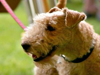 גזע כלבים לייקלנד טרייר