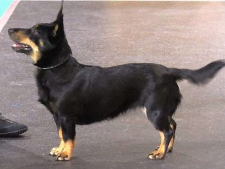 גזע כלבים לנקשייר הילר