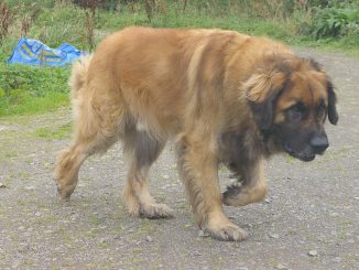 גזע כלבים לאונברגר