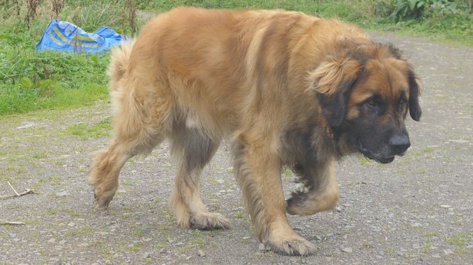 גזע כלבים לאונברגר