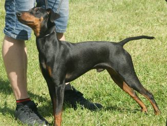 גזע כלבים מנצ'סטר טרייר