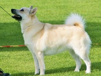 גזע כלבים ביוהאנד נורבגי