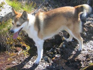 גזע כלבים לונדהונד נורבגי