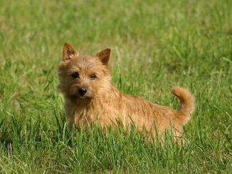גזע כלבים נוריץ' טרייר