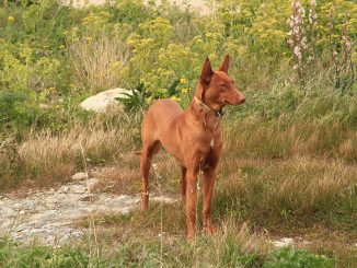 גזע כלבים כלב פרעה