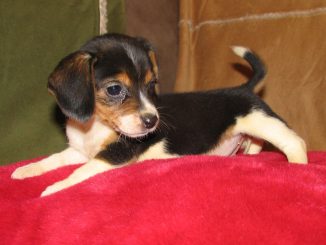 גזע כלבים ביגל כיס